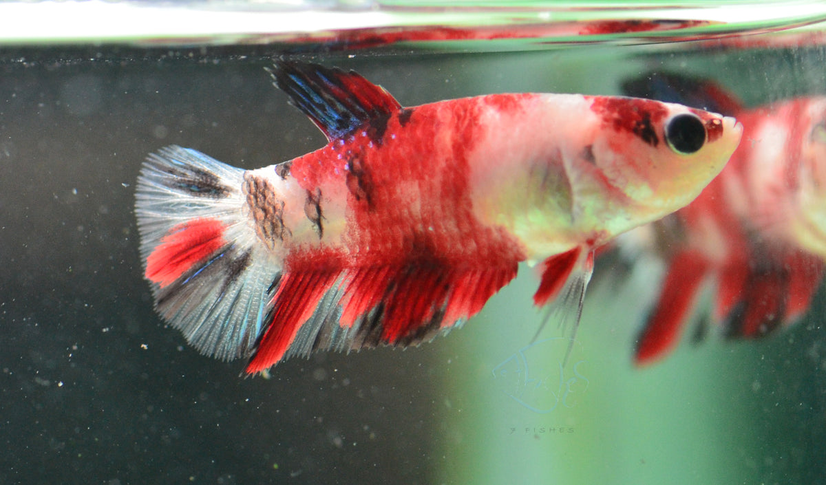 Nemo Delta-tail Female