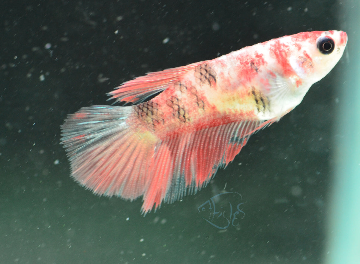 Nemo Delta-tail Female