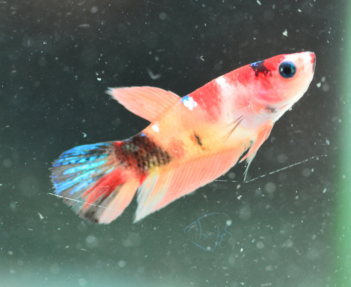 Nemo Delta-tail Female