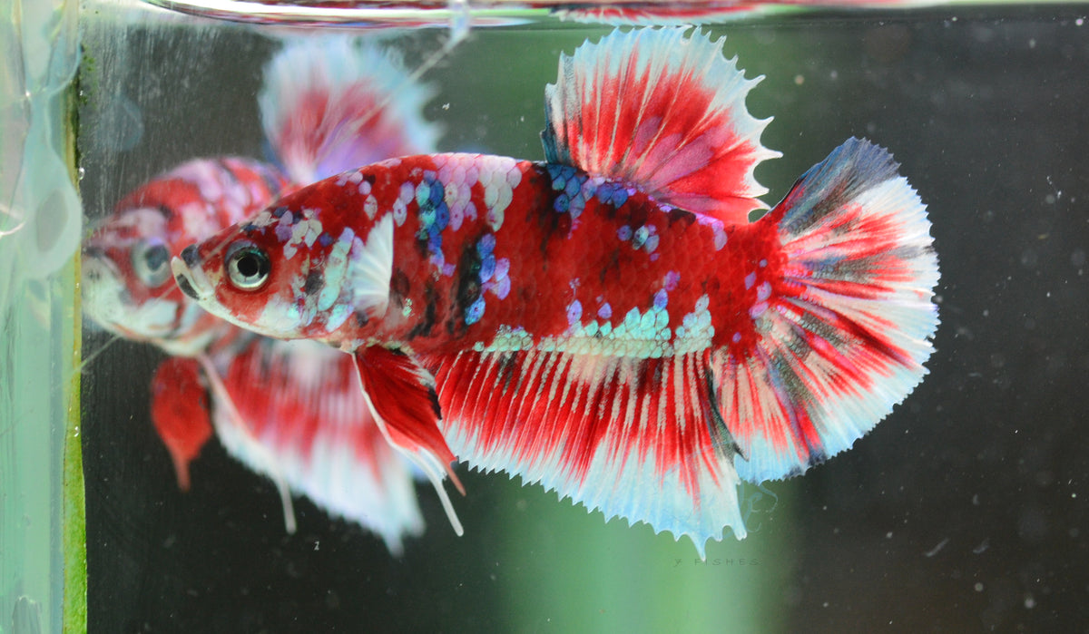 Red Snow Galaxy (Barongsai) HMPK Male