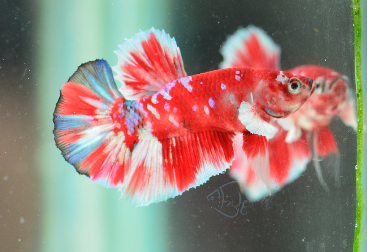 Red Snow Galaxy (Barongsai) HMPK Male