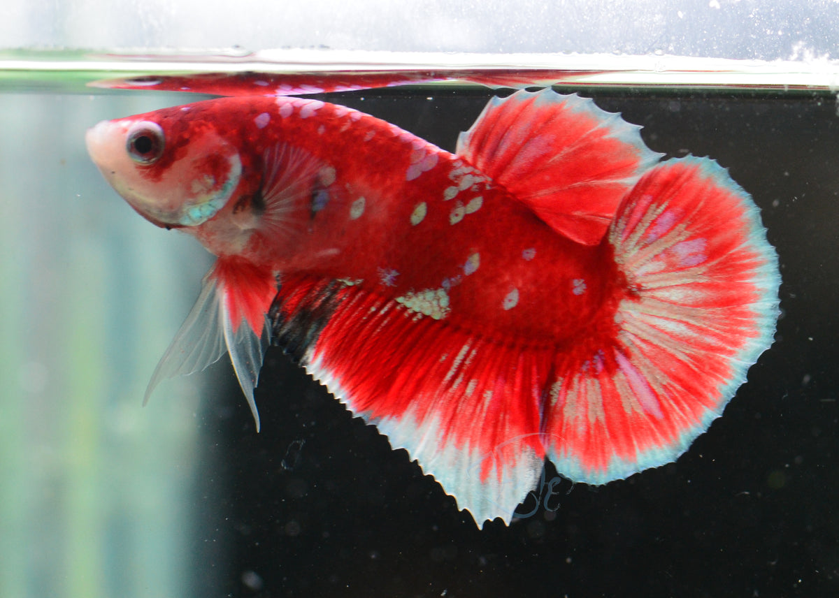 Red Snow Galaxy (Barongsai) HMPK Male
