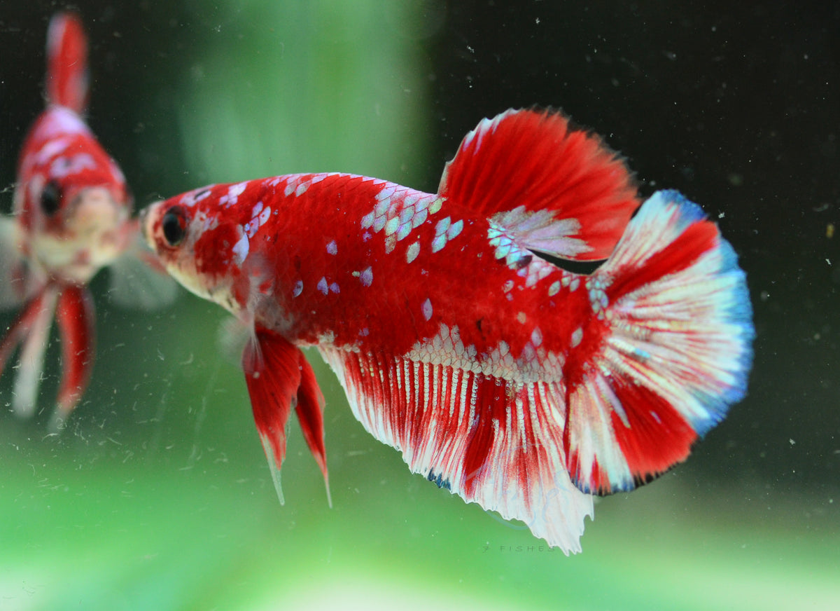 Red Snow Galaxy (Barongsai) HMPK Male