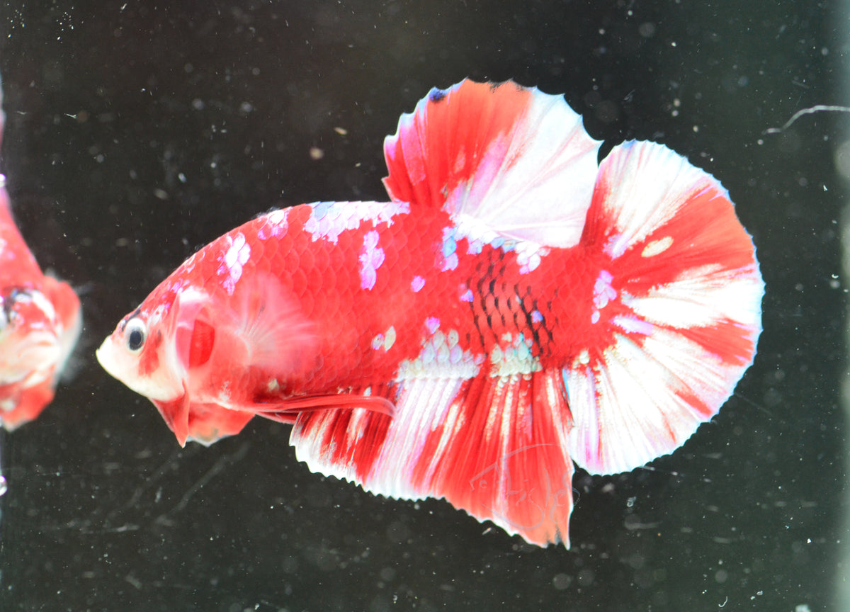 Red Snow Galaxy (Barongsai) HMPK Male