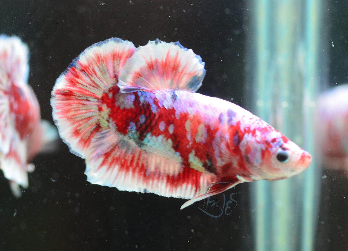 Red Snow Galaxy (Barongsai) HMPK Male