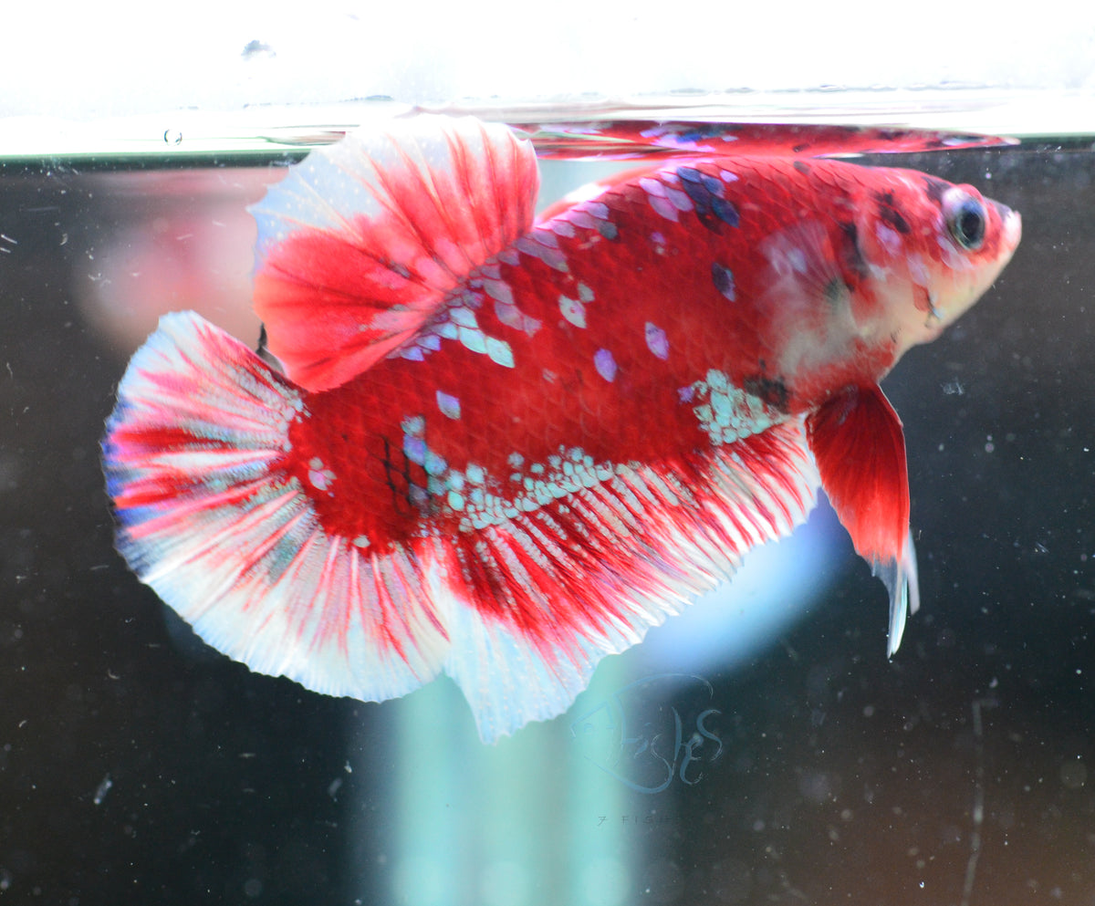 Red Snow Galaxy (Barongsai) HMPK Male