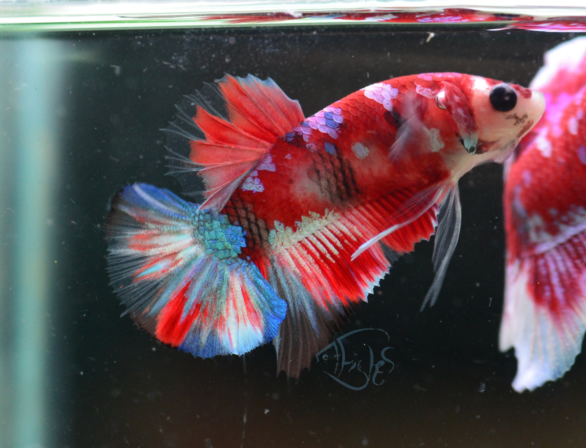 Red Snow Galaxy (Barongsai) HMPK Male