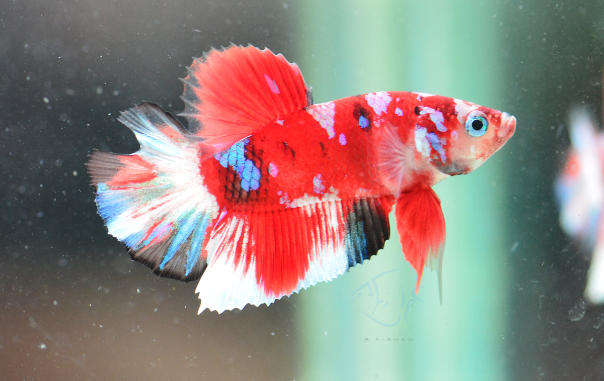 Red Snow Galaxy (Barongsai) HMPK Male