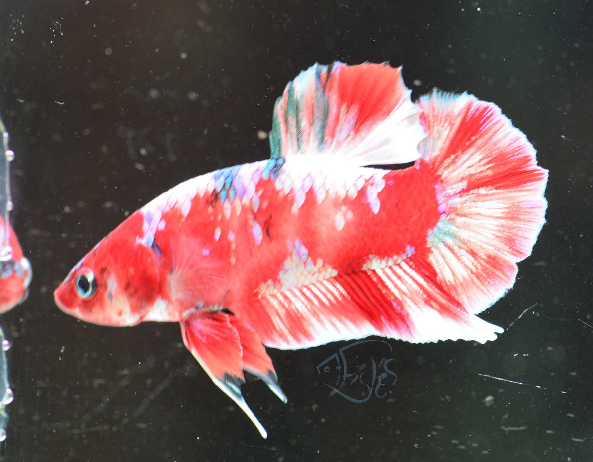 Red Snow Galaxy (Barongsai) HMPK Male