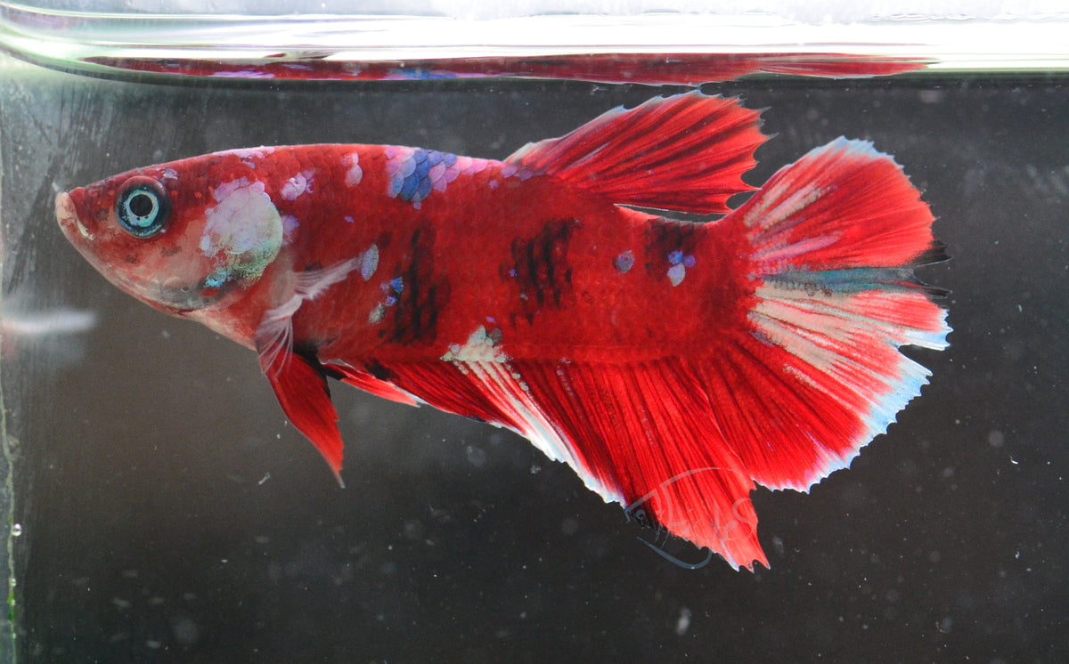 Red Snow Galaxy (Barongsai) HMPK Male