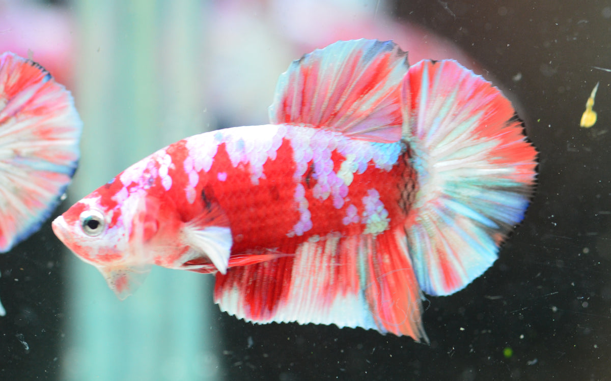 Red Snow Galaxy (Barongsai) HMPK Male