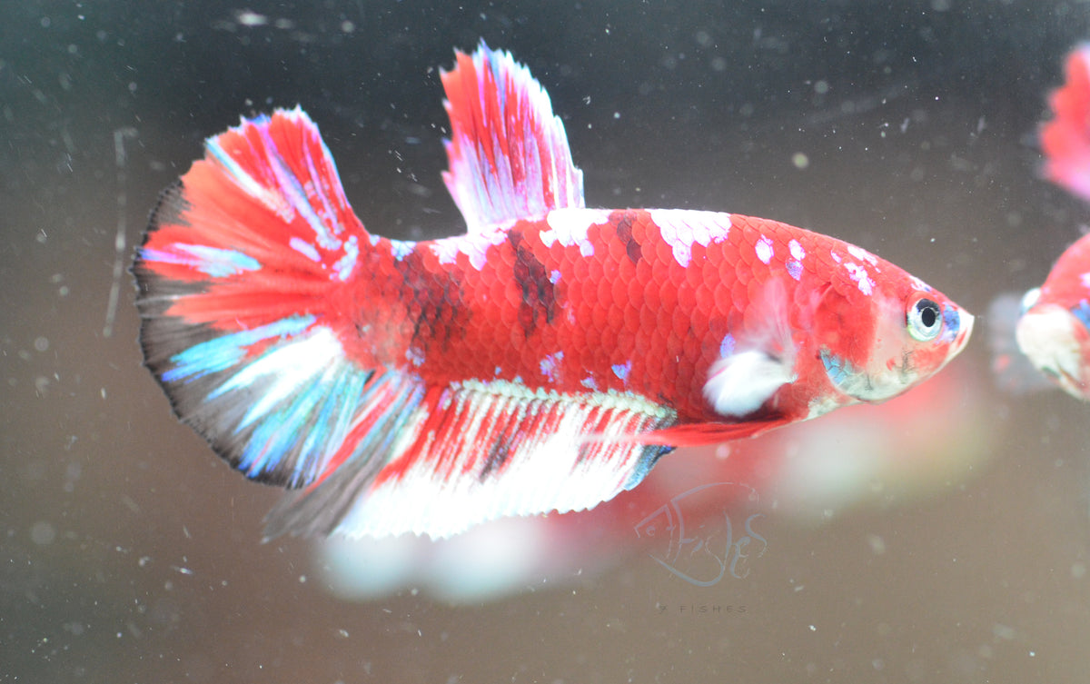 Red Snow Galaxy (Barongsai) HMPK Male