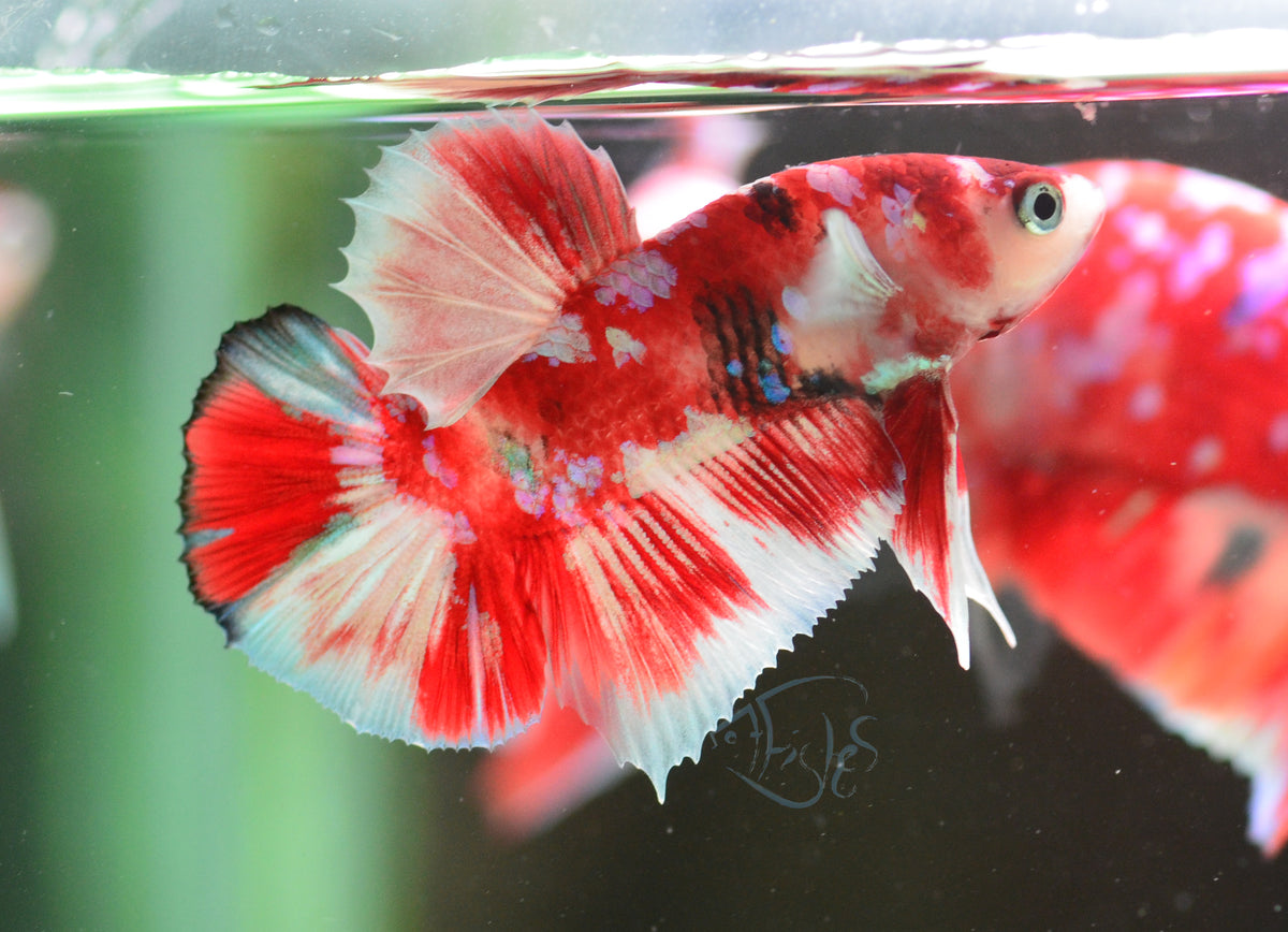 Red Snow Galaxy (Barongsai) HMPK Male