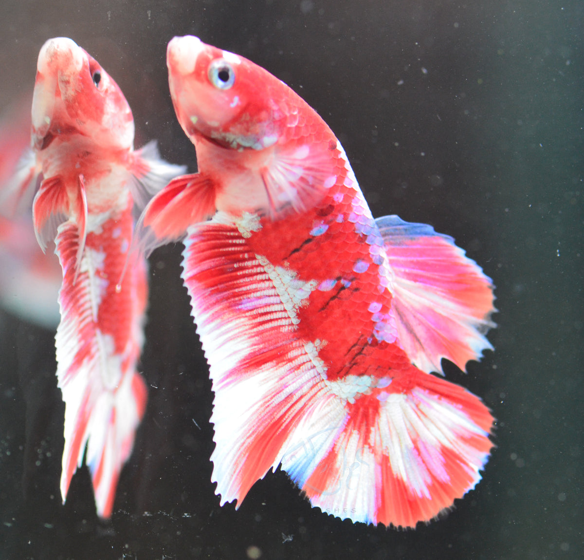 Red Snow Galaxy (Barongsai) HMPK Male