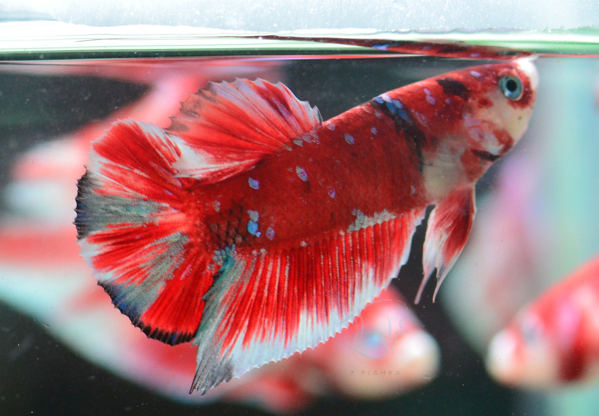 Red Snow Galaxy (Barongsai) HMPK Male