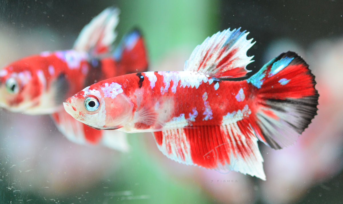 Red Snow Galaxy (Barongsai) HMPK Male