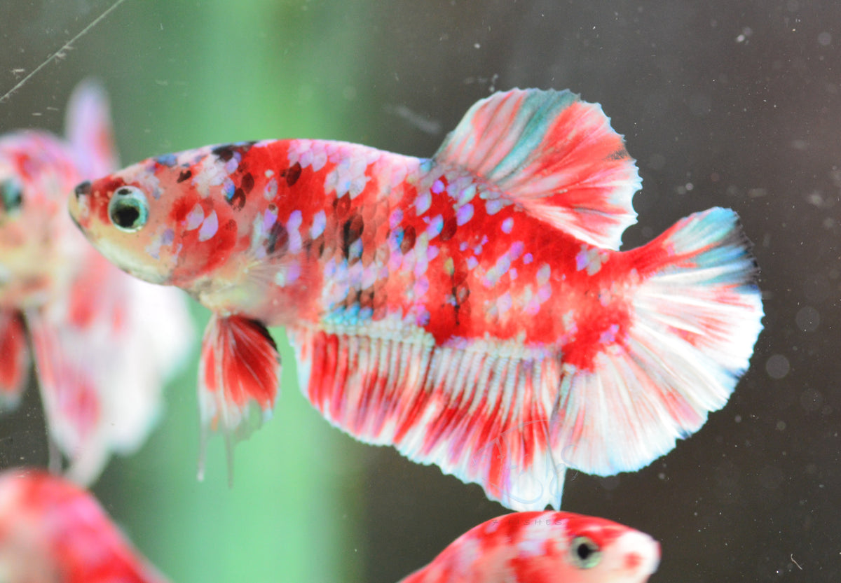 Red Snow Galaxy (Barongsai) HMPK Male