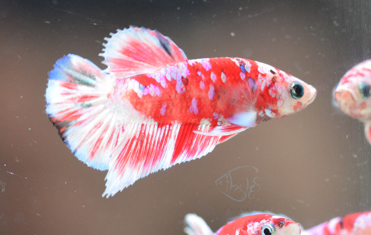 Red Snow Galaxy (Barongsai) HMPK Male