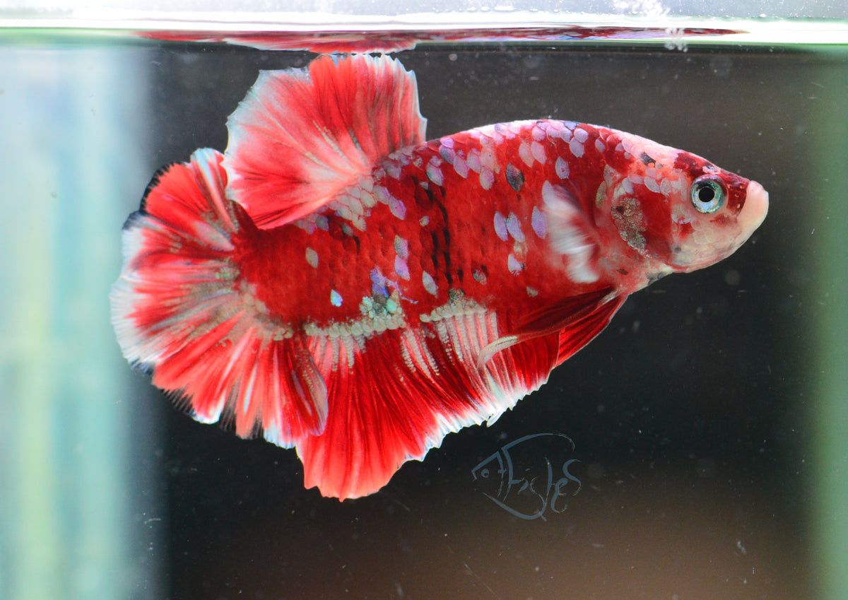 Red Snow Galaxy (Barongsai) HMPK Male