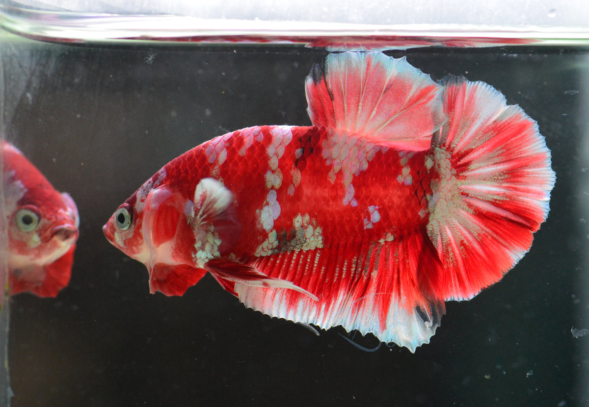 Red Snow Galaxy (Barongsai) HMPK Male