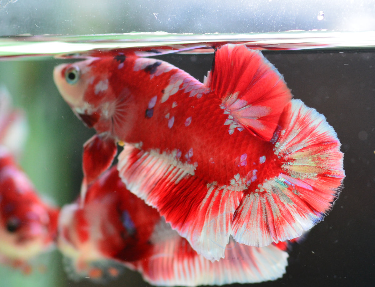 Red Snow Galaxy (Barongsai) HMPK Male