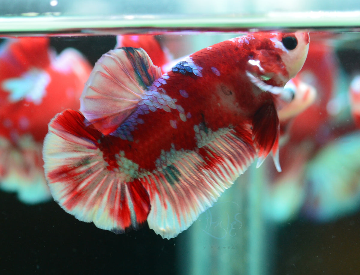 Red Snow Galaxy (Barongsai) HMPK Male