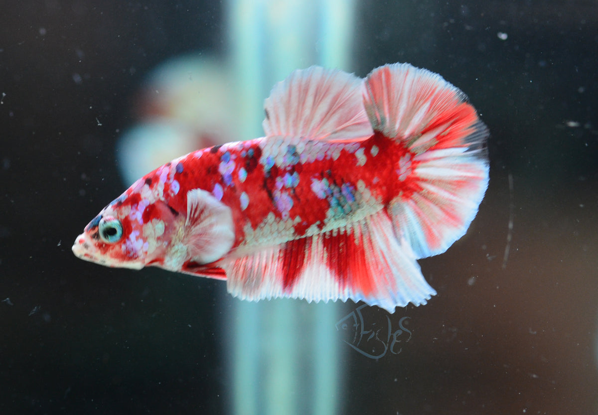 Red Snow Galaxy (Barongsai) HMPK Male