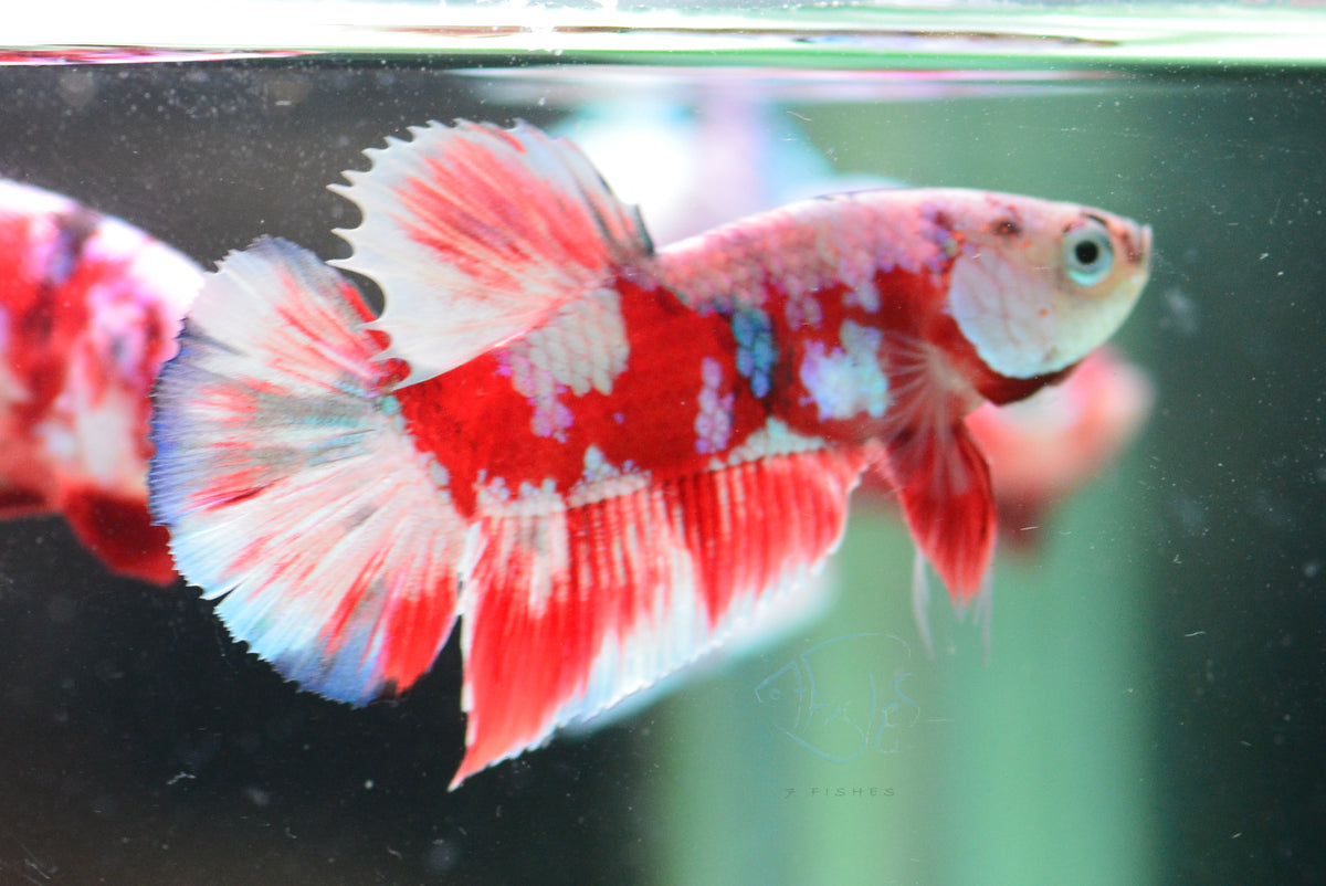 Red Snow Galaxy (Barongsai) HMPK Male