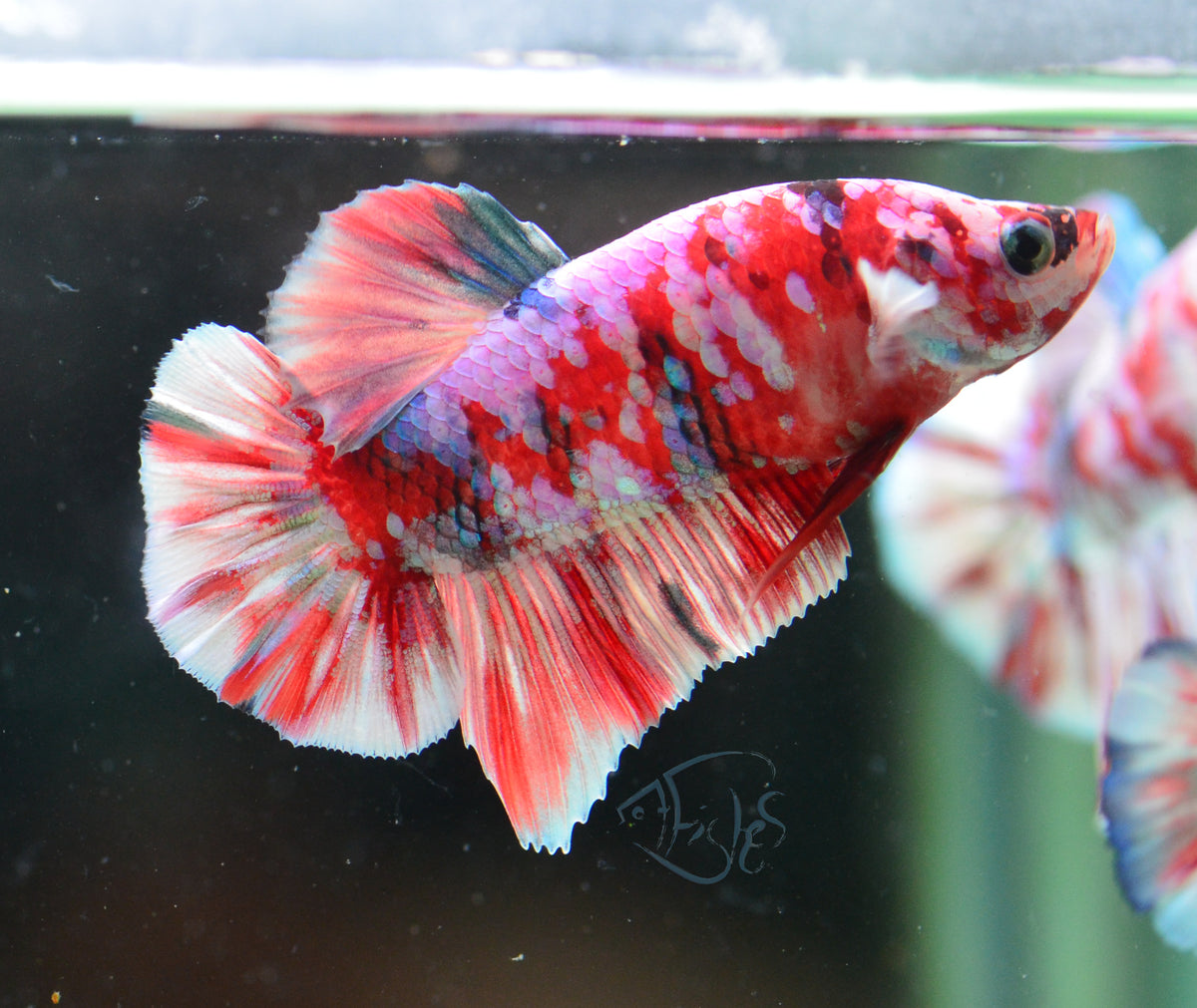 Red Snow Galaxy (Barongsai) HMPK Male