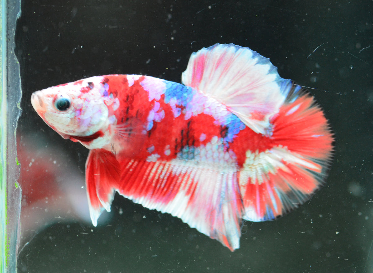 Red Snow Galaxy (Barongsai) HMPK Male