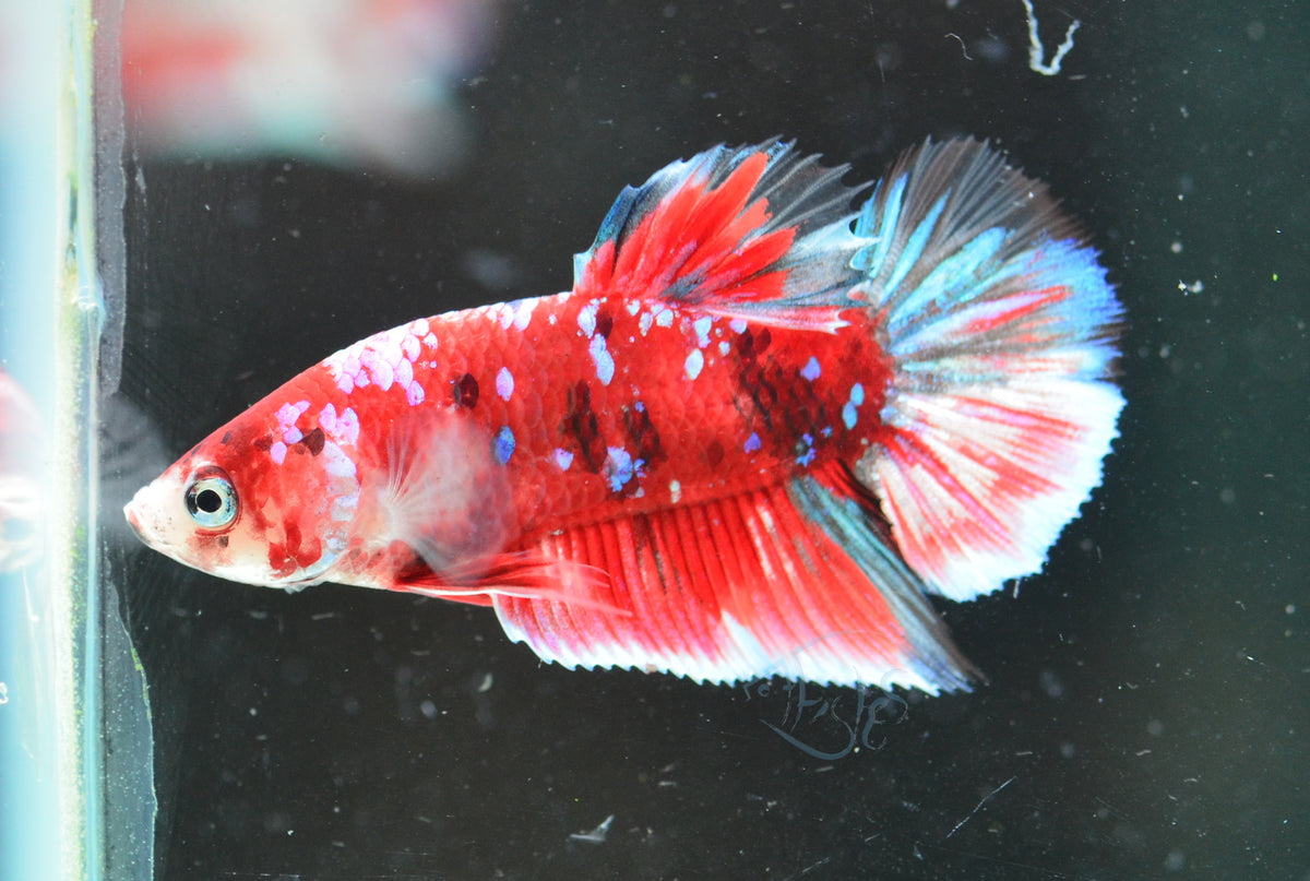 Red Snow Galaxy (Barongsai) HMPK Male