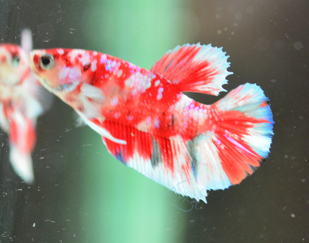 Red Snow Galaxy (Barongsai) HMPK Male
