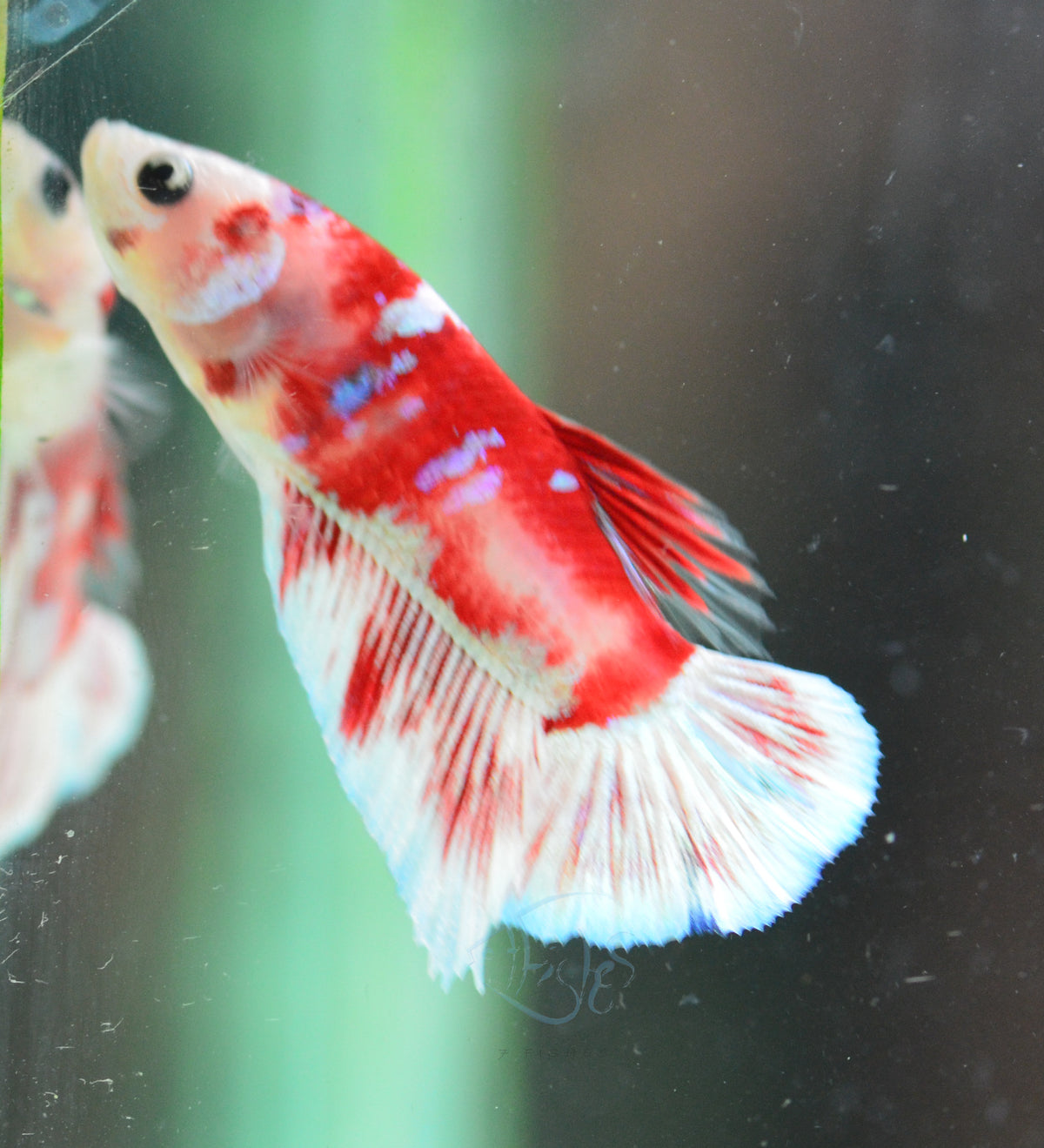 Red Snow Galaxy (Barongsai) HMPK Male