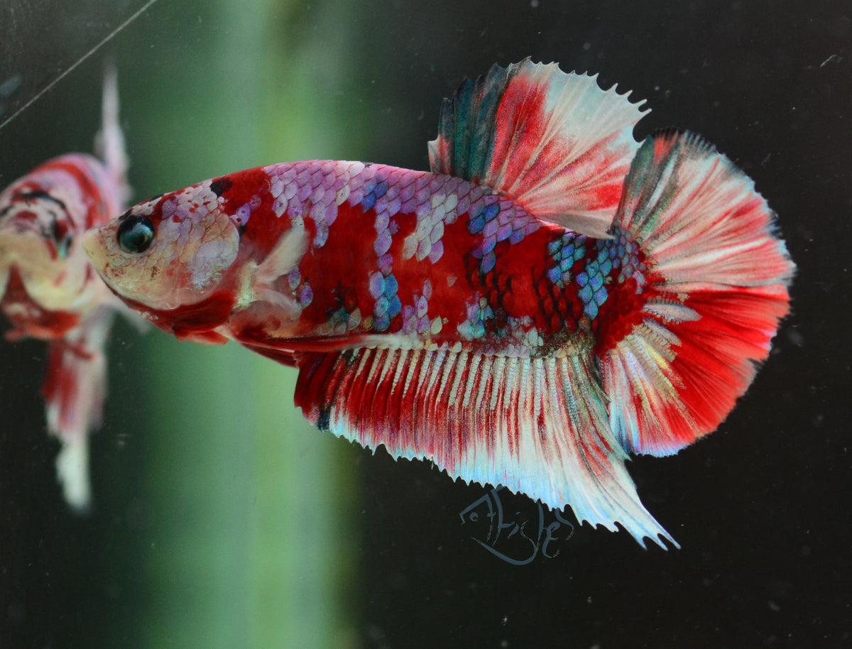 Red Snow Galaxy (Barongsai) HMPK Male