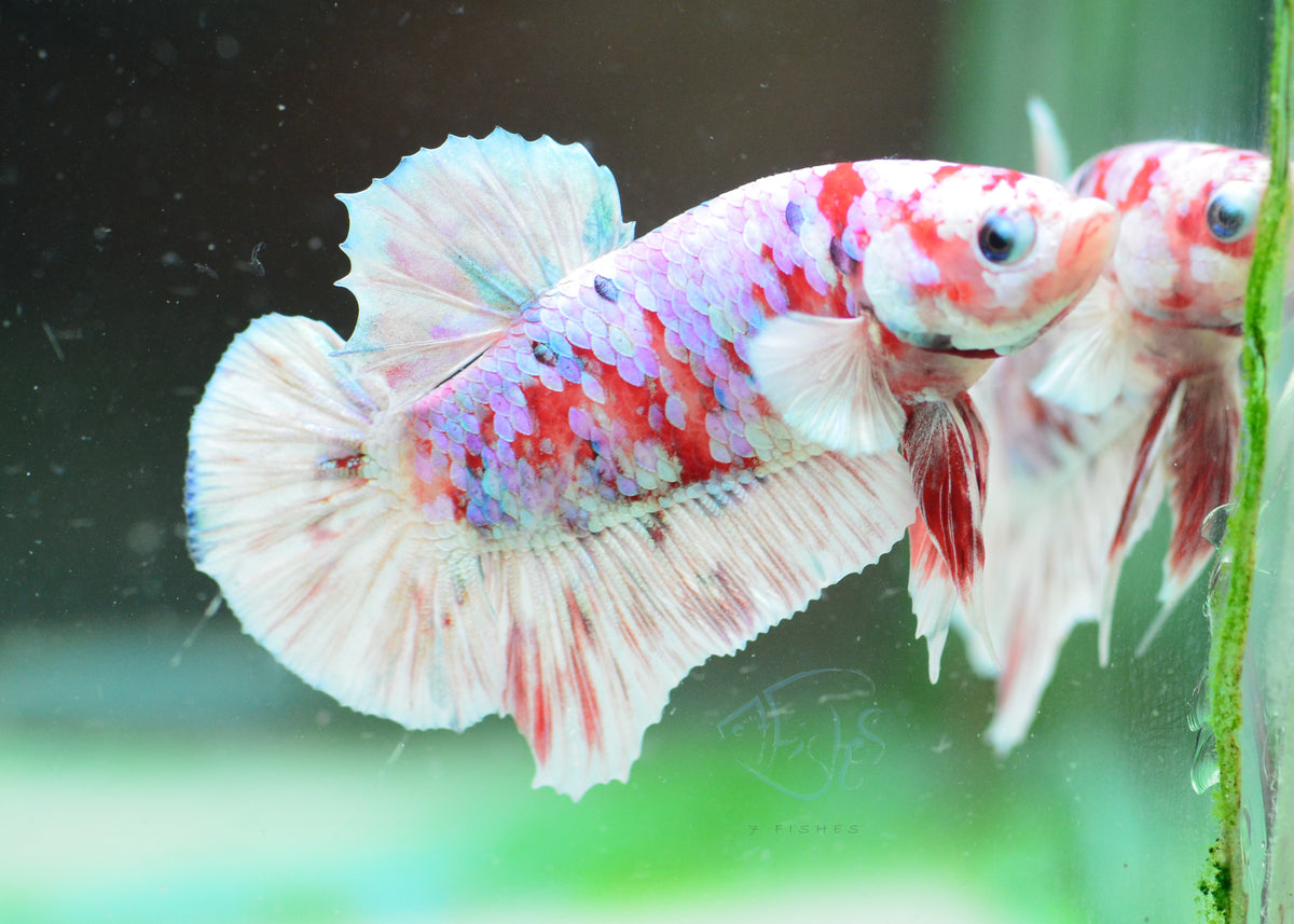 Red Snow Galaxy (Barongsai) HMPK Male
