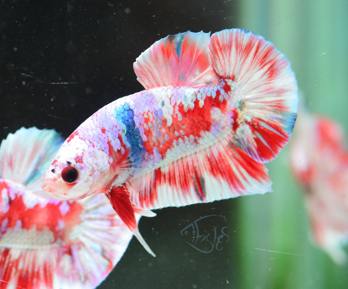 Red Snow Galaxy (Barongsai) HMPK Male