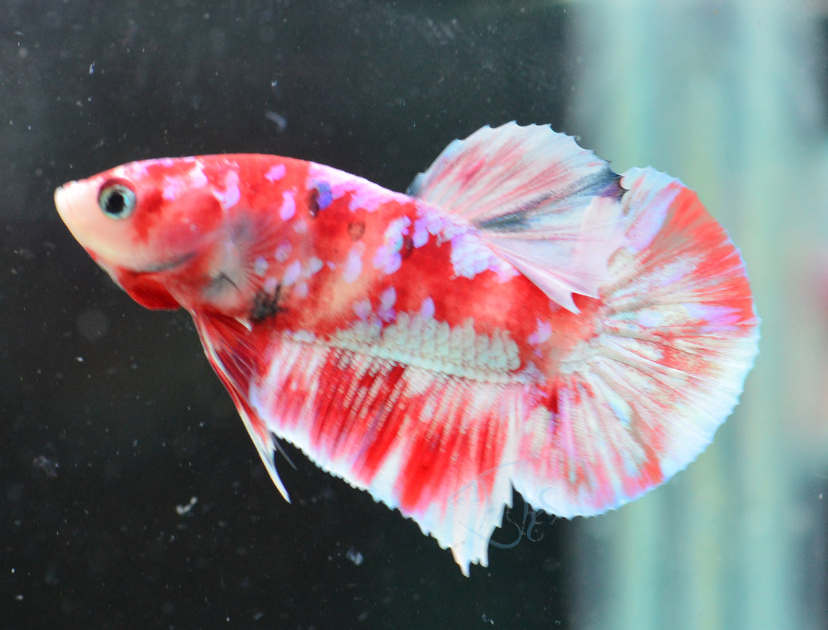 Red Snow Galaxy (Barongsai) HMPK Male