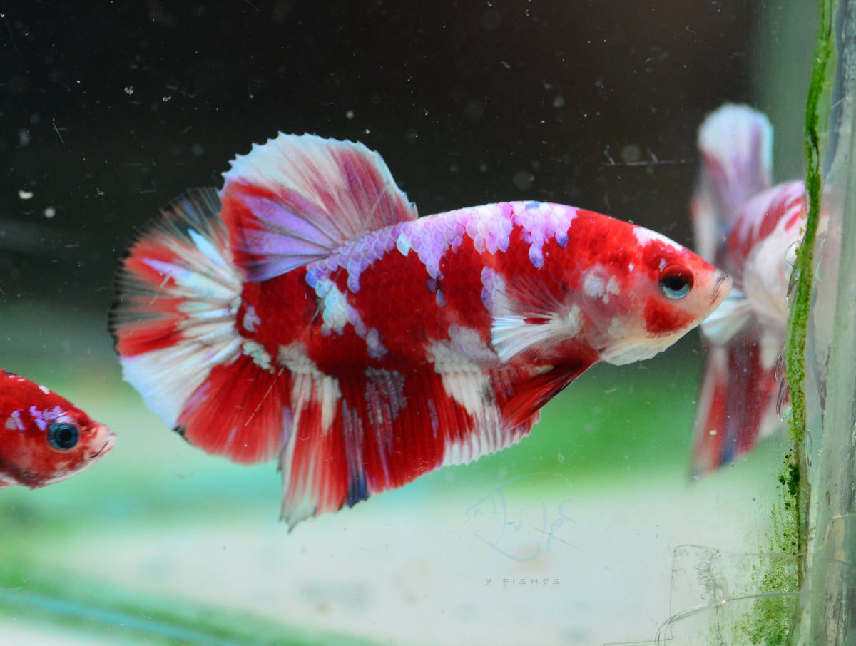 Red Snow Galaxy (Barongsai) HMPK Male