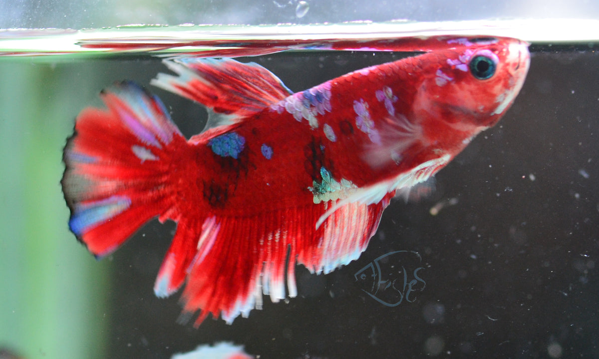Red Snow Galaxy (Barongsai) HMPK Male