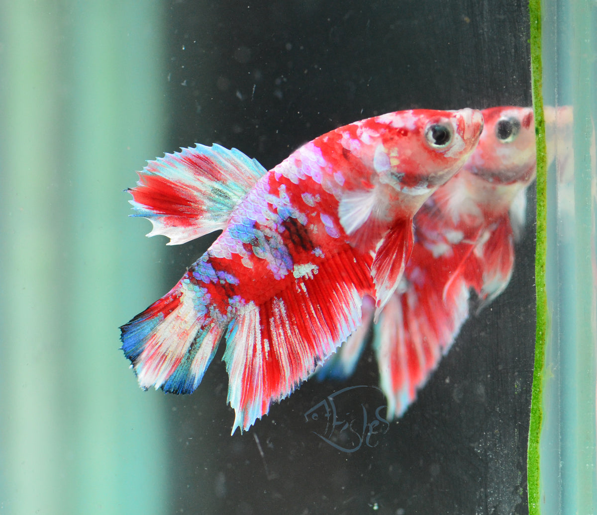 Red Snow Galaxy (Barongsai) HMPK Male