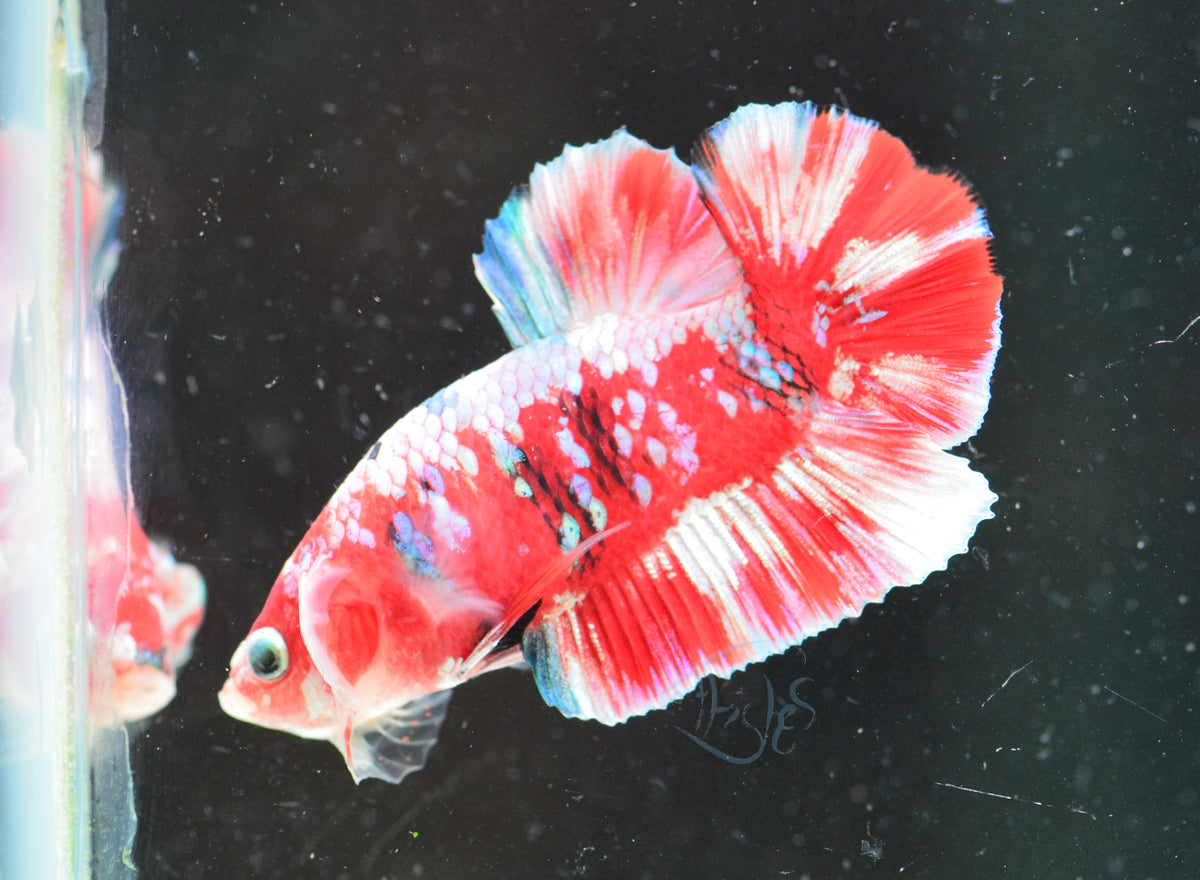 Red Snow Galaxy (Barongsai) HMPK Male