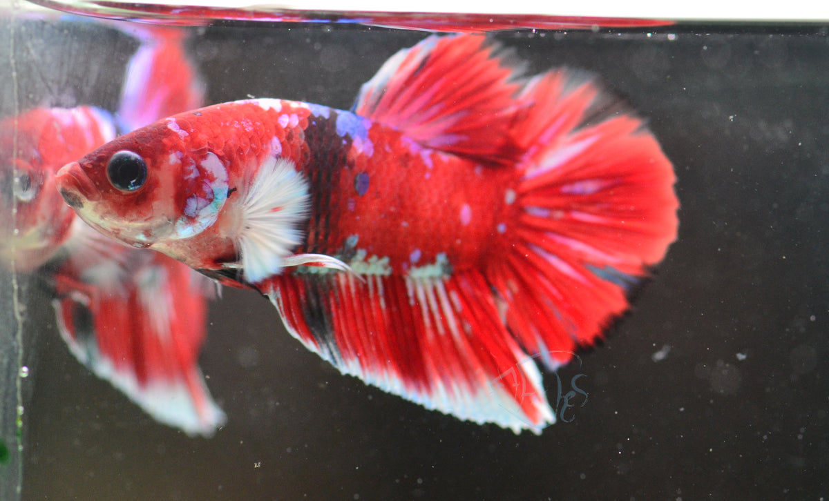Red Snow Galaxy (Barongsai) HMPK Male