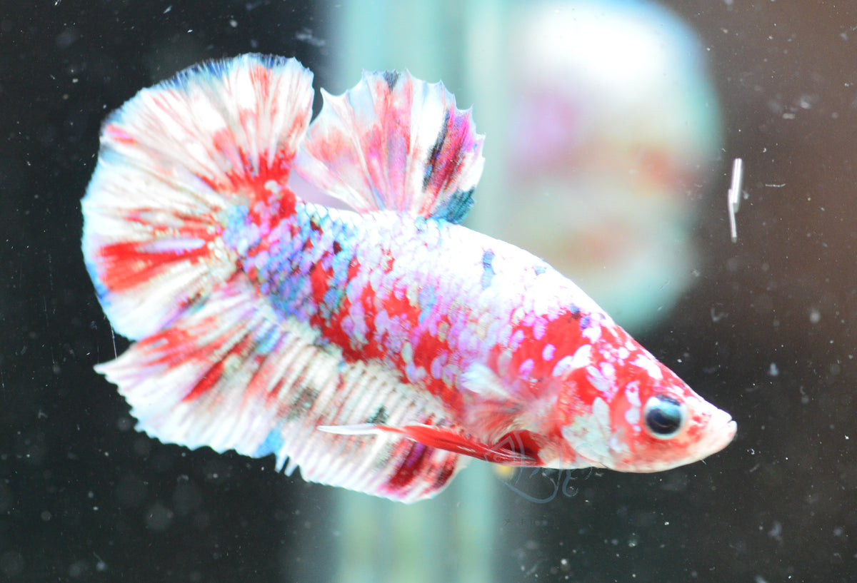 Red Snow Galaxy (Barongsai) HMPK Male