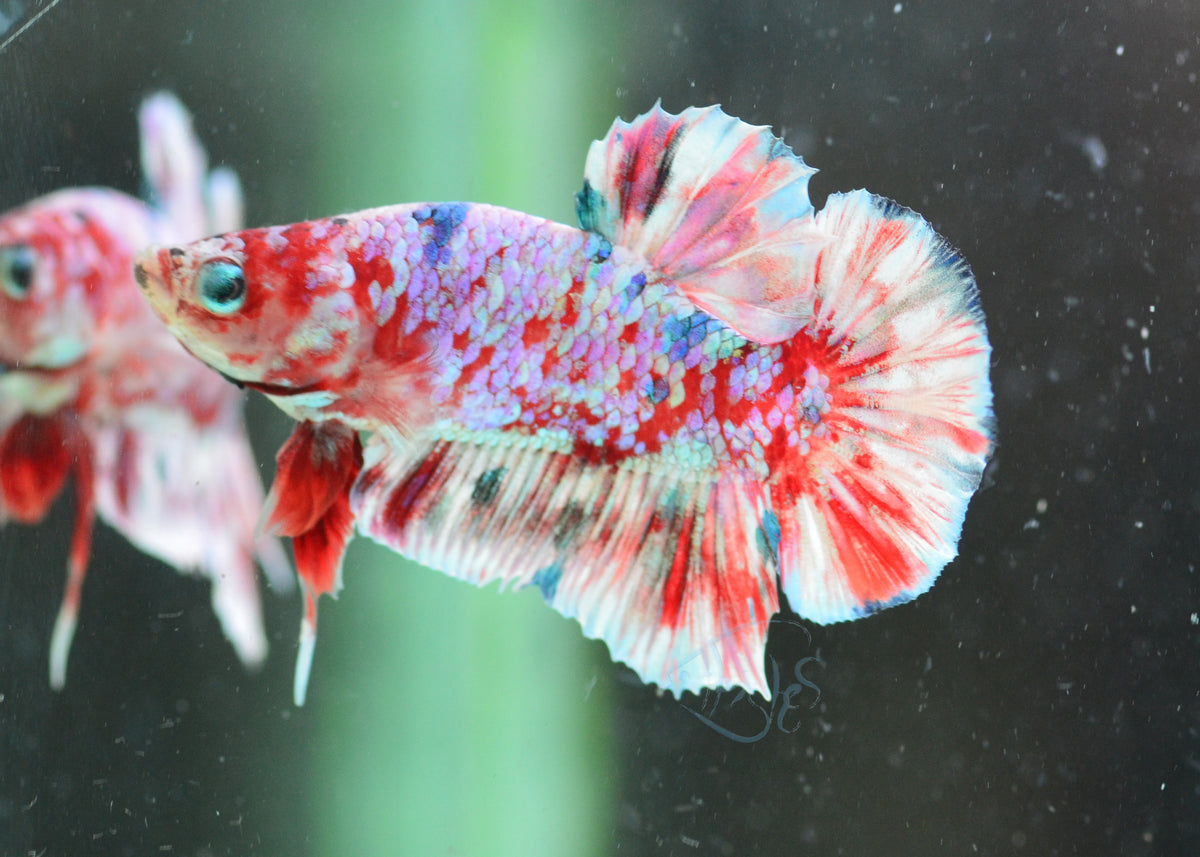 Red Snow Galaxy (Barongsai) HMPK Male