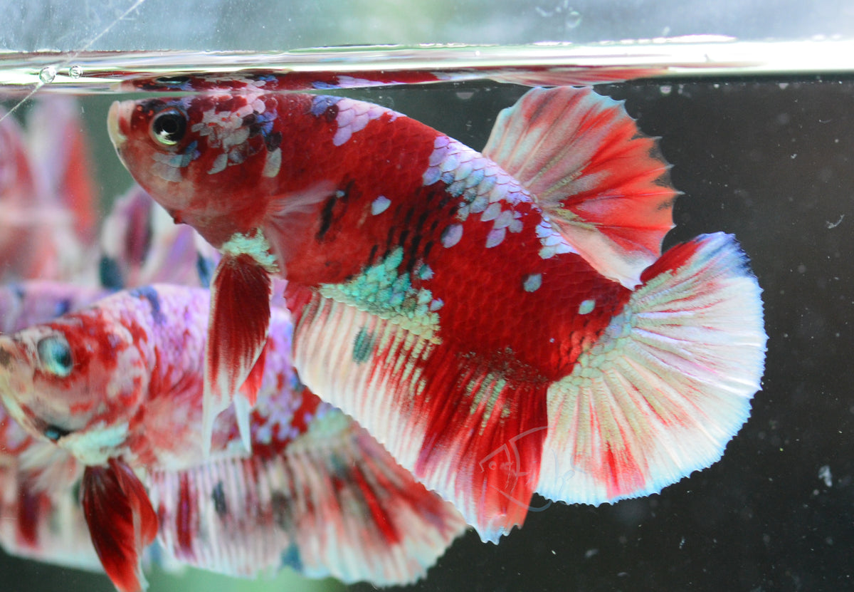 Red Snow Galaxy (Barongsai) HMPK Male