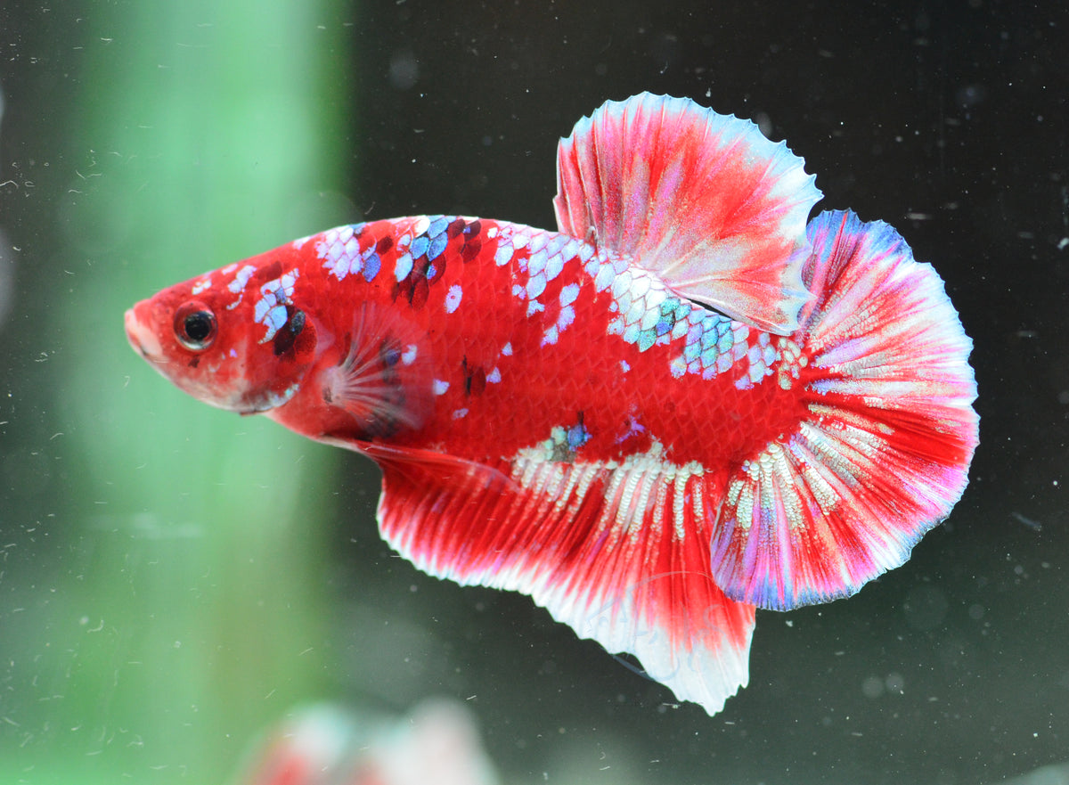 Red Snow Galaxy (Barongsai) HMPK Male