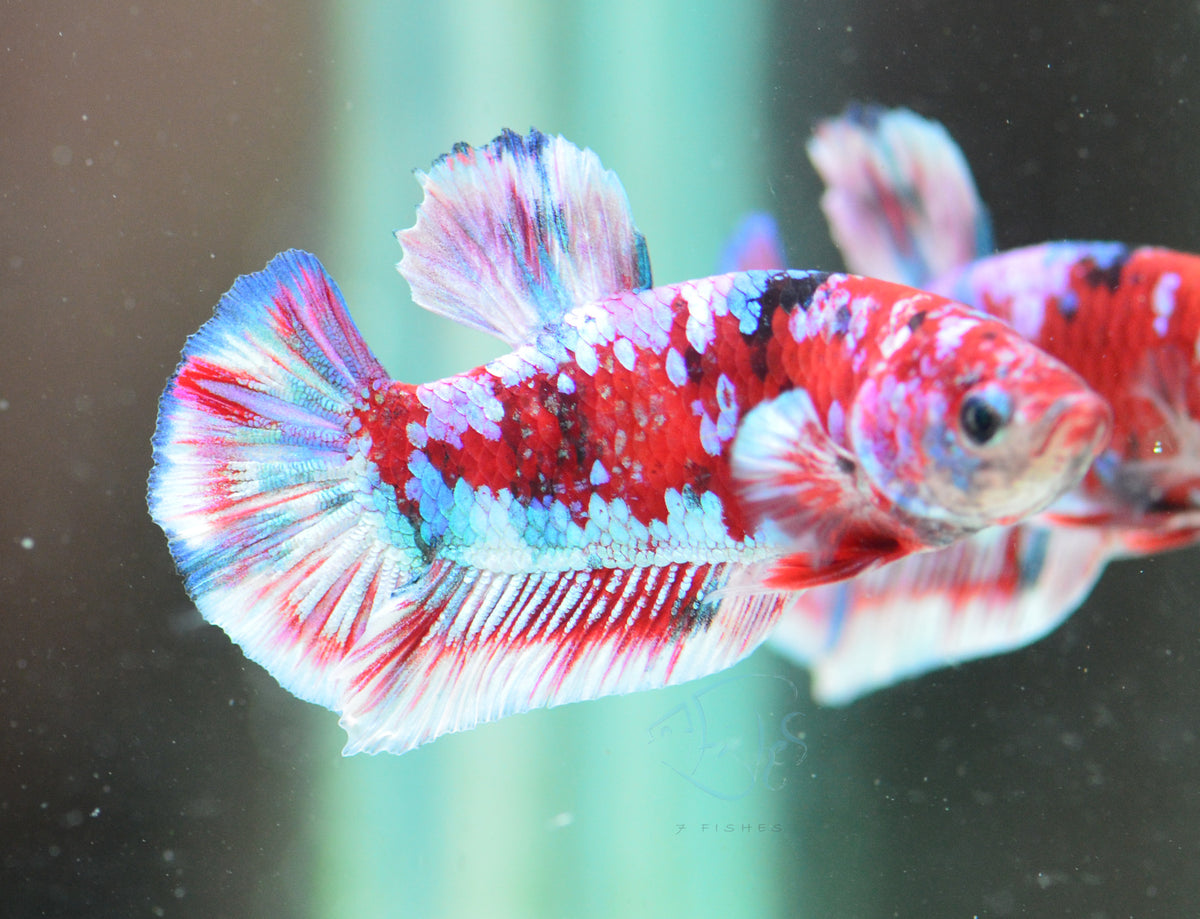 Red Snow Galaxy (Barongsai) HMPK Male
