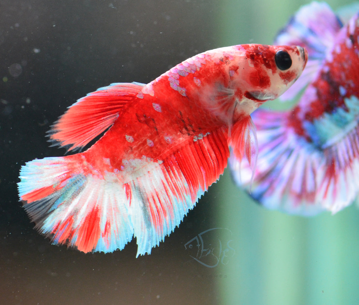 Red Snow Galaxy (Barongsai) HMPK Male
