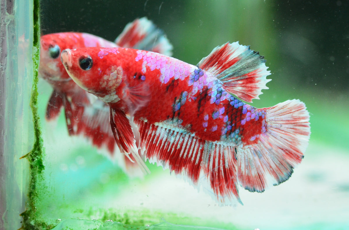 Red Snow Galaxy (Barongsai) HMPK Male