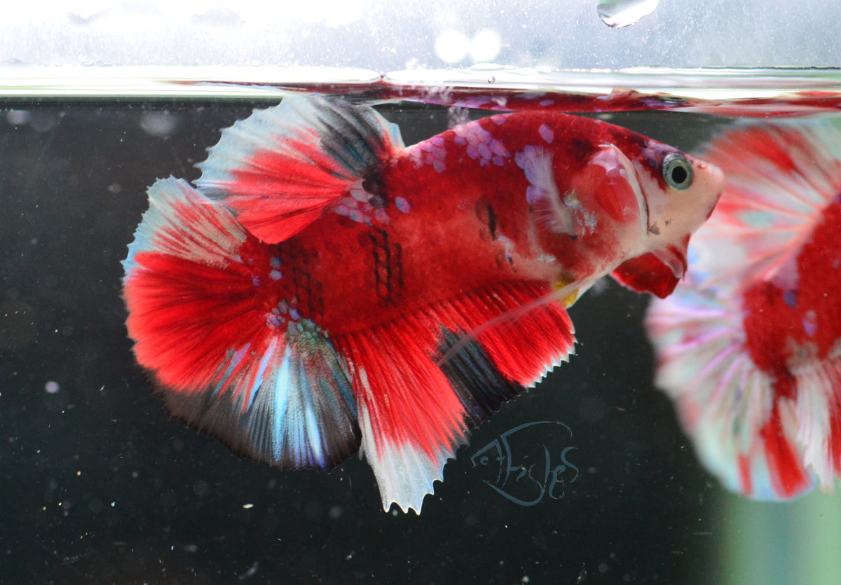 Red Snow Galaxy (Barongsai) HMPK Male